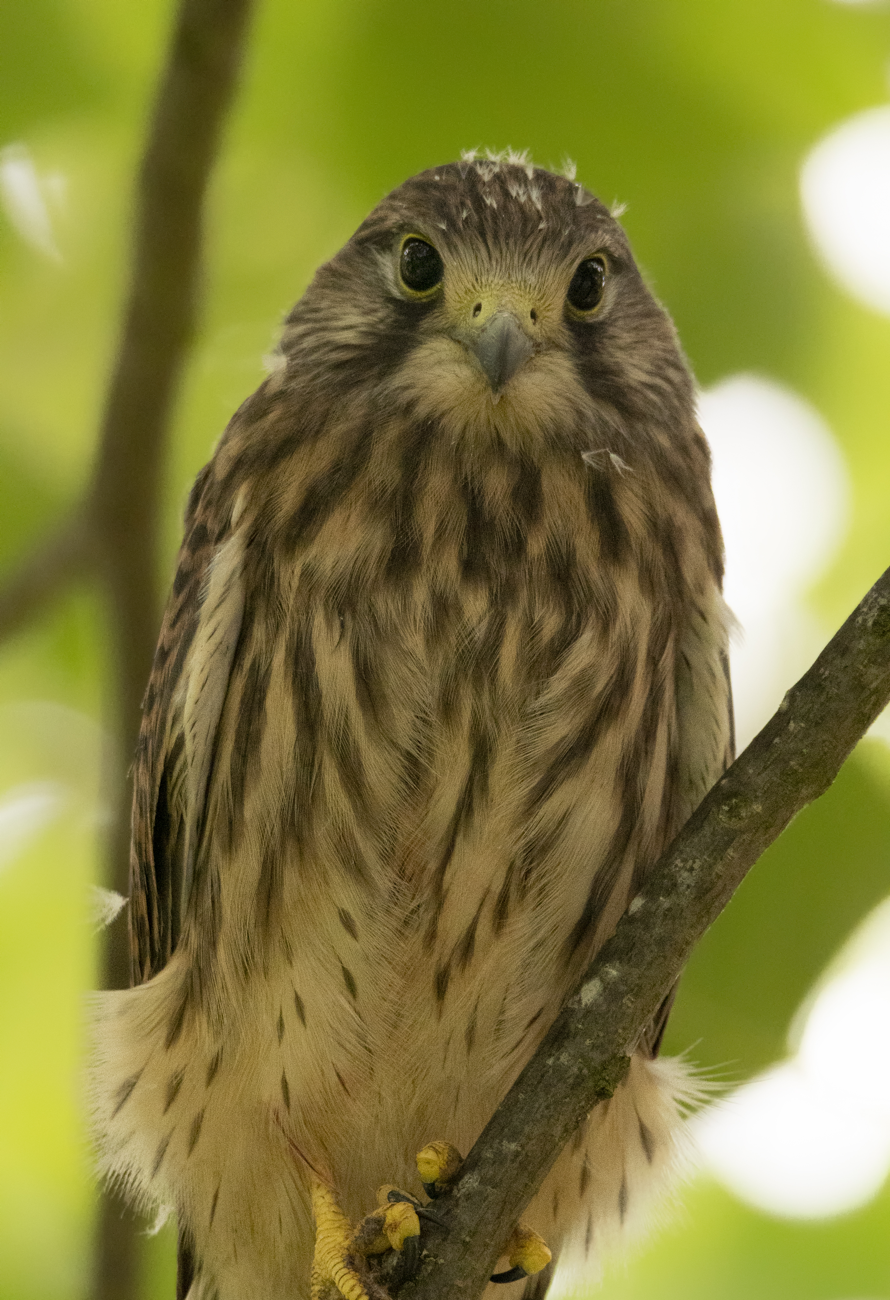 Kestrel in tree